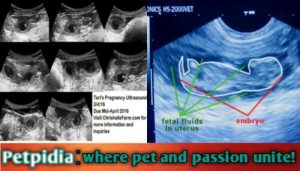 7 Week Pregnant Dog Ultrasound