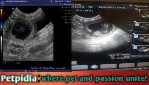 7 Week Pregnant Dog ultrasound