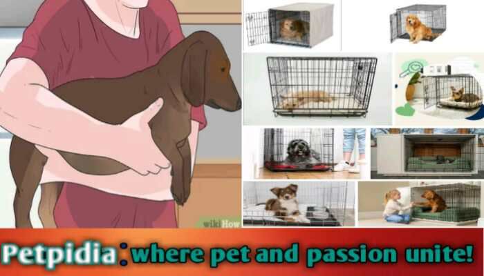 Carry A Pregnant Dog