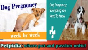 Dogs Pregnancy Week By Week