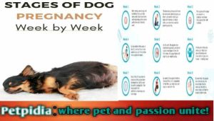 Dogs Pregnancy Week By Week