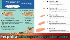 Dogs Pregnancy Week By Week