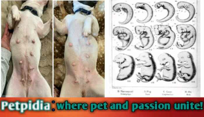 Dogs Pregnancy Week By Week Symptoms