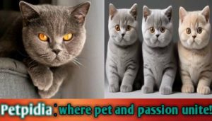 British Shorthair Cat Health Problems