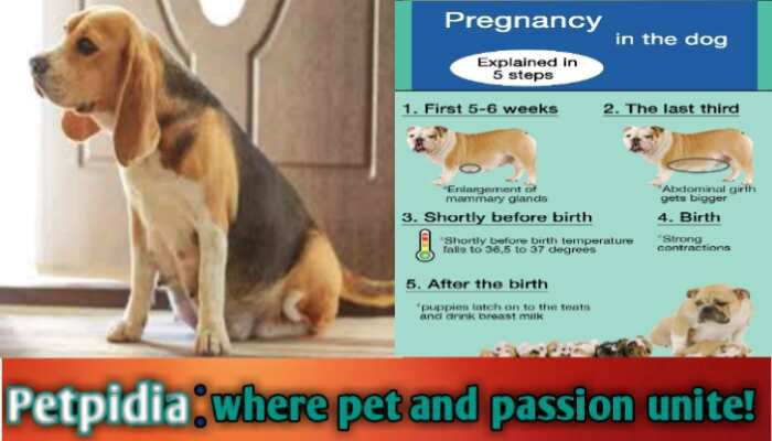 dog pregnancy signs week by week, Dog pregnancy stages and symptoms pictures, stages of dog pregnancy, Dog pregnancy stages and symptoms week by week, Dog pregnancy stages and symptoms day by day, Dog pregnancy stages and symptoms timeline, dog pregnancy stages symptoms, Dog pregnancy stages pictures, dog pregnancy signs week by week, Dog pregnancy stages day by day, dog pregnancy calculator, dog pregnancy symptoms week 1, dog pregnancy signs week by week, early signs of dog pregnancy 2 weeks, how to tell if your dog is pregnant at home, Dog pregnancy symptoms day by day, dog pregnancy week 4 symptoms, stages of dog pregnancy