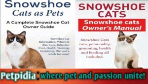 Snowshoe Cat Personality Type