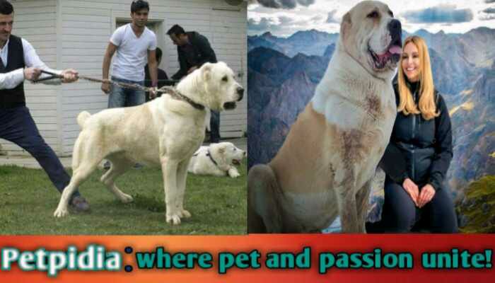 Is alabai Dog Dangerous To Humans?