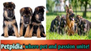 Can A German Shepherd Live 20 Years