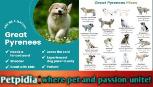 Great Pyrenees Mix Dogs Live