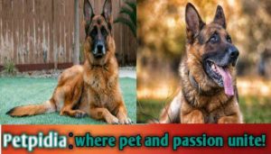 Can A German Shepherd Live 20 Years