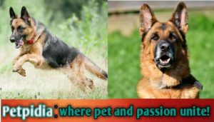 Can A German Shepherd Live 20 Years?