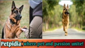 Can A German Shepherd Live 20 Years?