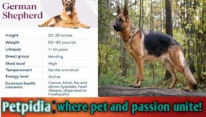 Can A German Shepherd Live 20 Years?