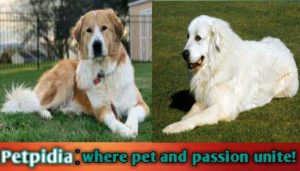 How Long Do Great Pyrenees Mix Dogs Live