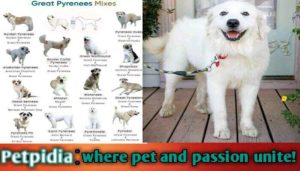 How Long Do Great Pyrenees Mix Dogs Live