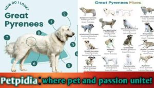 Great Pyrenees Mix Dogs Live