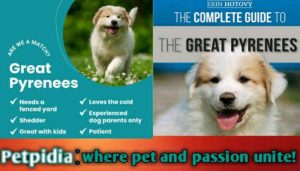 Great Pyrenees Mix Dogs Live