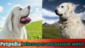 How Long Do Great Pyrenees Mix Dogs Live