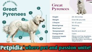 Great Pyrenees Mix Dogs Live