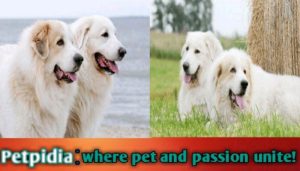 Great Pyrenees Mix Dogs Live