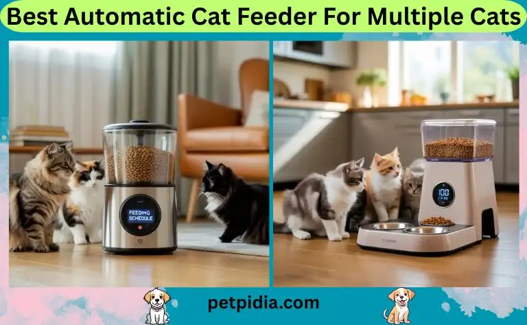 Best Automatic Cat Feeder For Multiple Cats