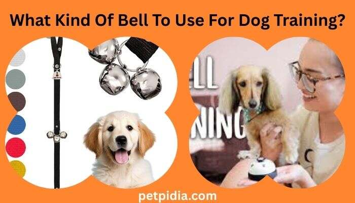 What Kind Of Bell To Use For Dog Training