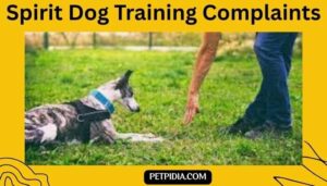 Spirit Dog Training Complaints