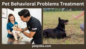 Pet Behavioral Problems Treatment