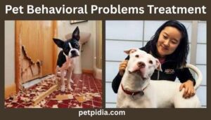 Pet Behavioral Problems Treatment