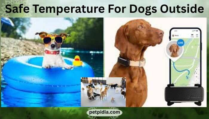 Safe Temperature For Dogs Outside