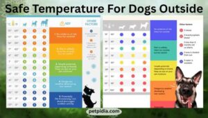 Safe Temperature For Dogs Outside