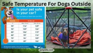 Safe Temperature For Dogs Outside