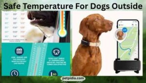 Safe Temperature For Dogs Outside