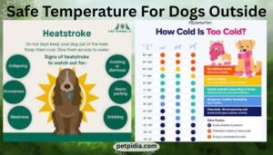 Safe Temperature For Dogs Outside