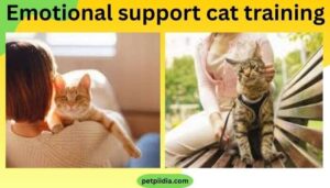 Emotional support cat training 