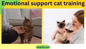 Emotional support cat training 