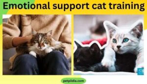 Emotional support cat training 