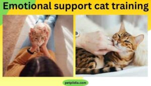 Emotional support cat training 