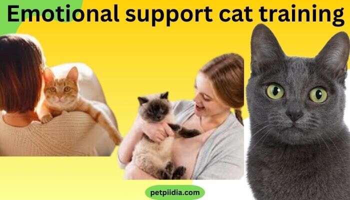 Emotional support cat training