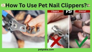 How To Use Pet Nail Clippers