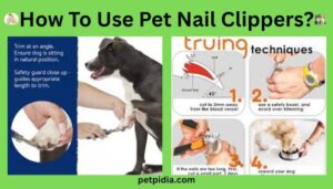 How To Use Pet Nail Clippers