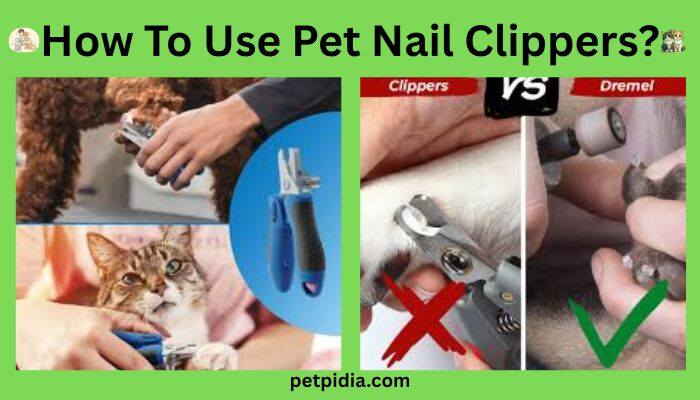 How To Use Pet Nail Clippers