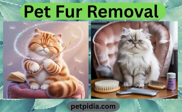 Pet Fur Removal