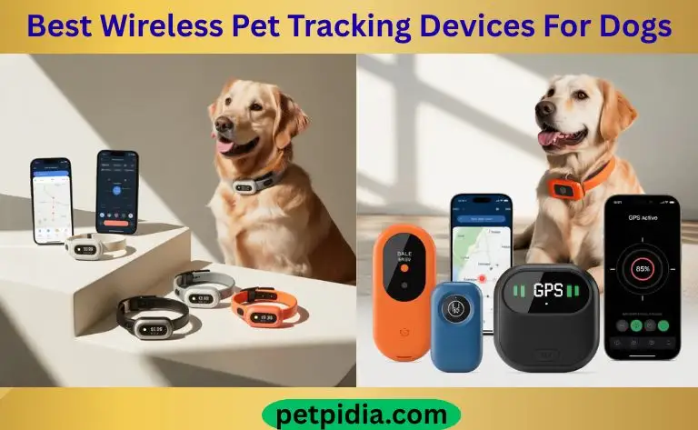 Best Wireless Pet Tracking Devices For Dogs