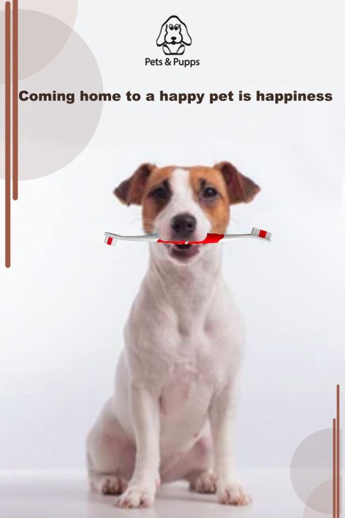 Best Pet Toothbrush Pen Reviews