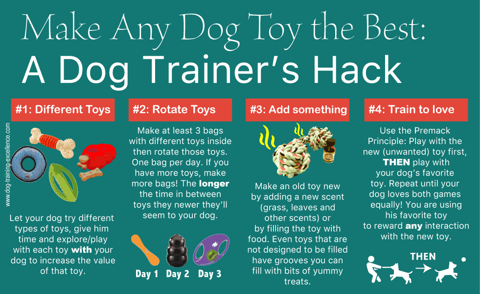 Best Scent Training Toys For Dogs