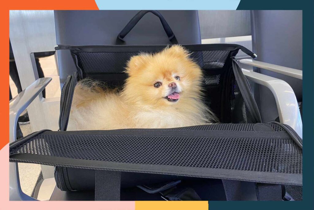 Best Airline Approved Pet Carriers Under Seat