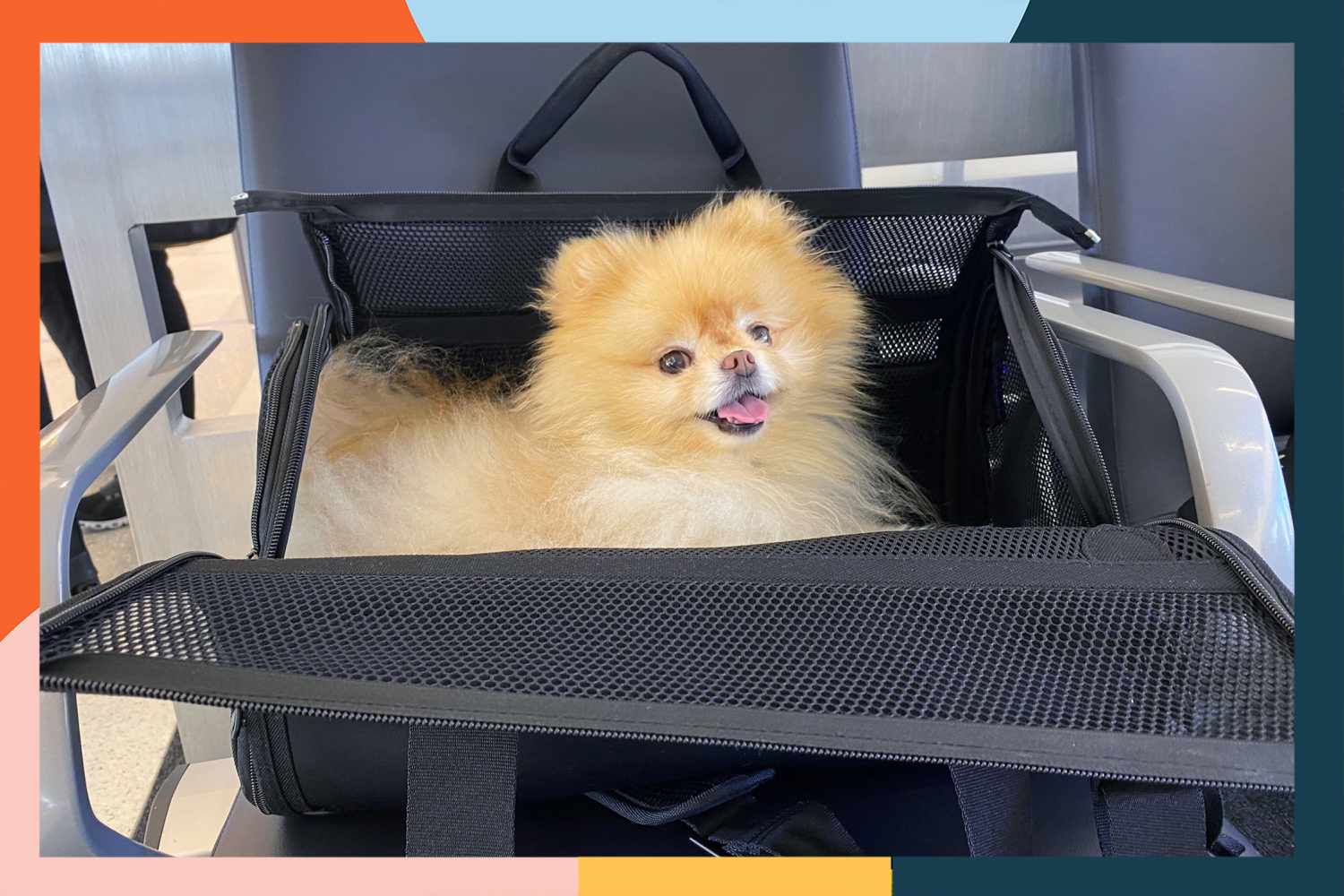 Best Airline Approved Pet Carriers Under Seat