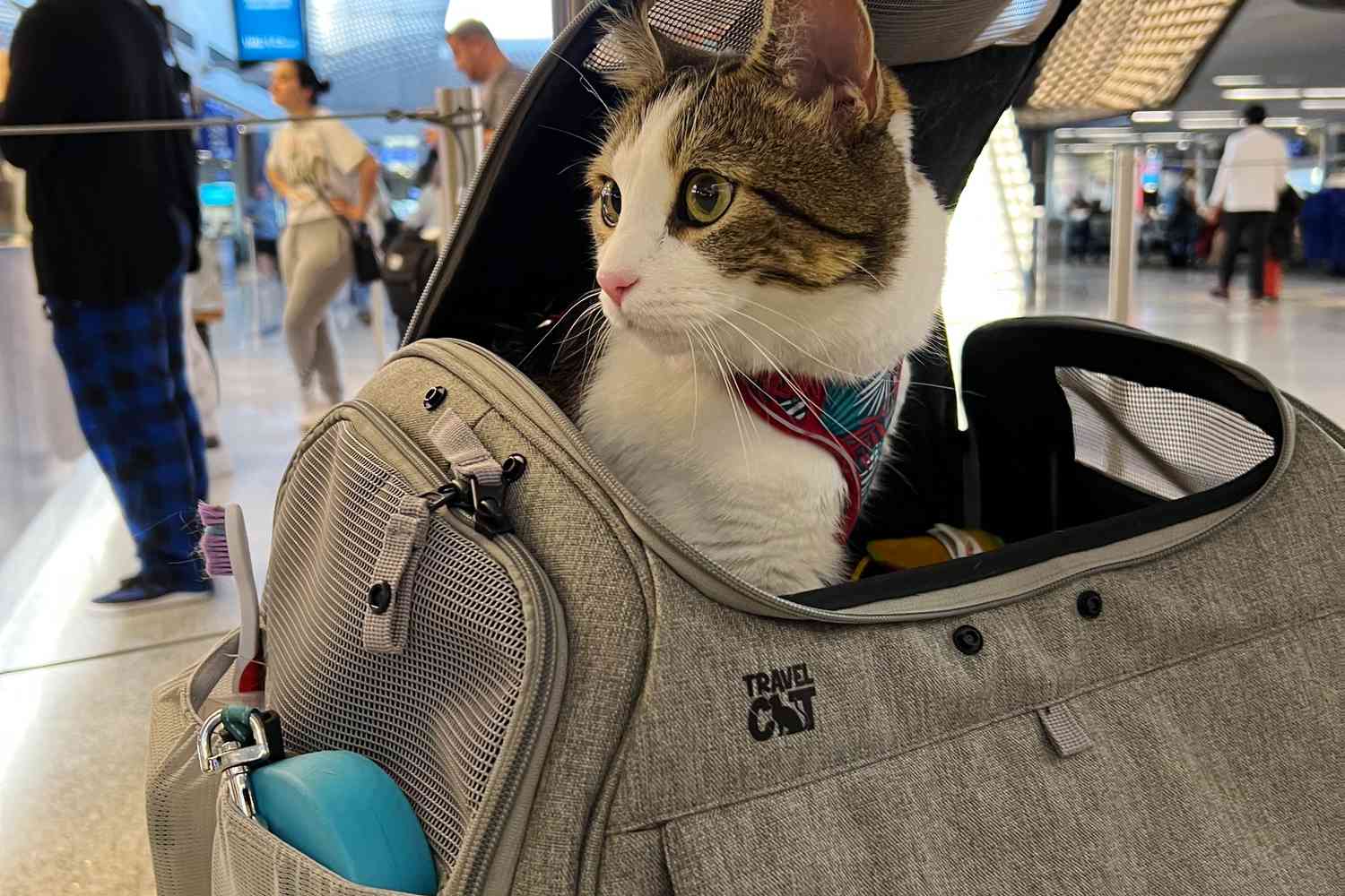 Airline Approved Pet Carriers For Cargo