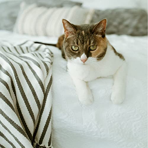 Best Natural Cat Shampoo For Allergies